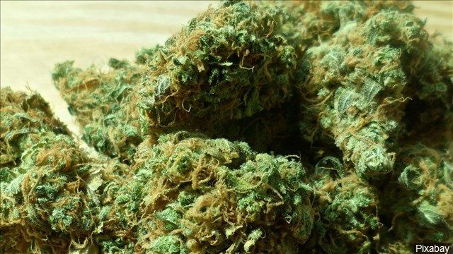 marijuana mgn
